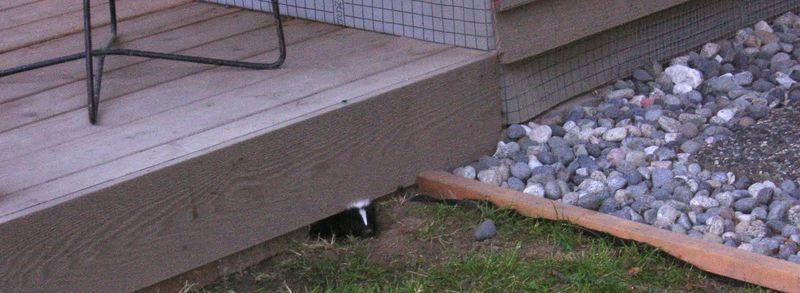 Do Not Block A Den With A Skunk Inside