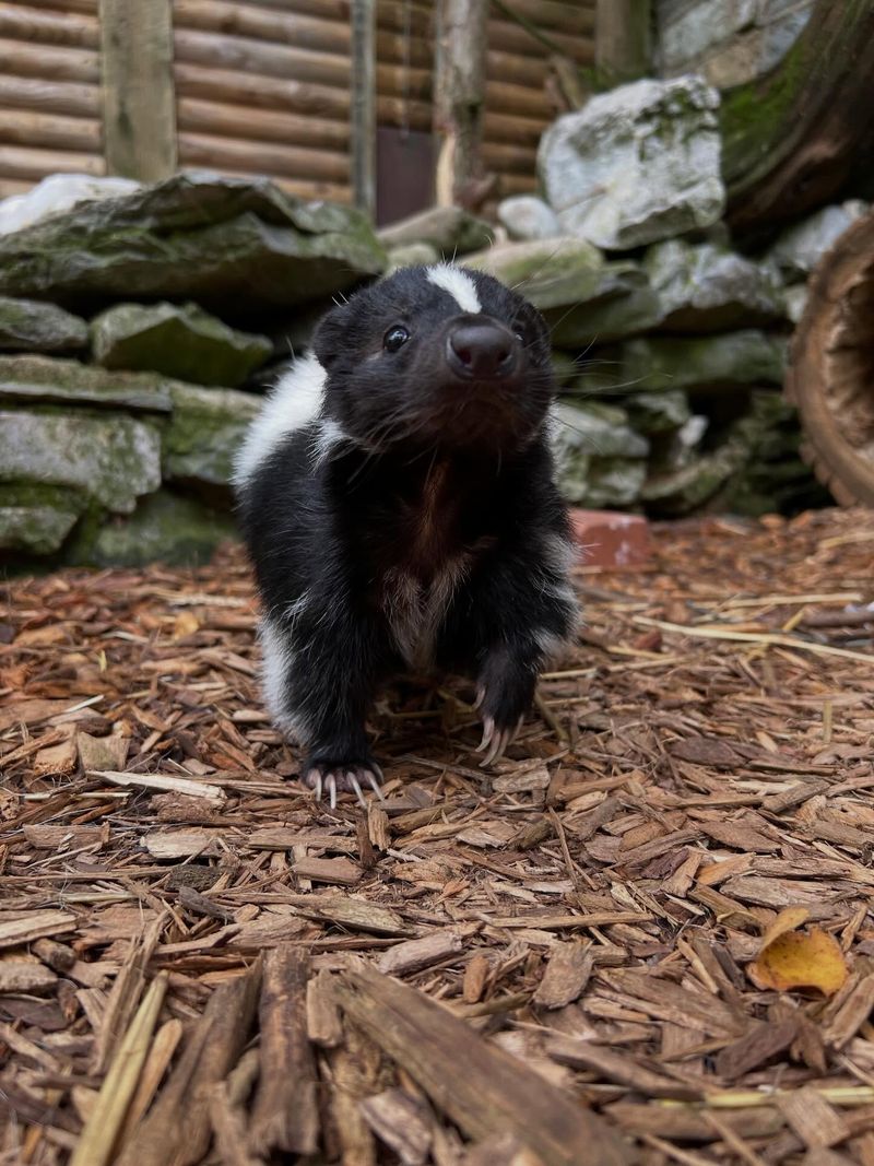 Do Not Use Poisons Or Harmful Repellents