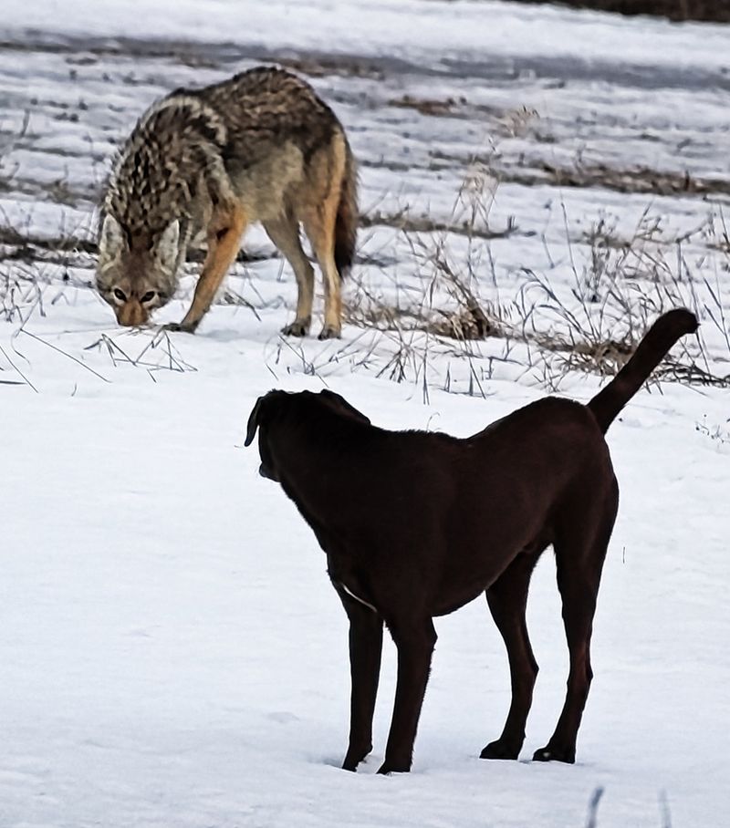 Do Not Allow Pets To Confront Or Defend The Yard