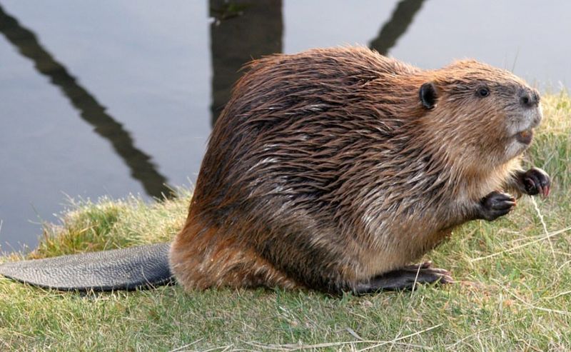 Avoid Using Harmful Deterrents