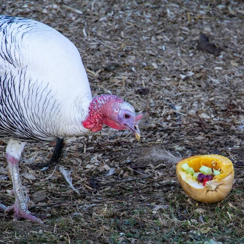 Secure Food Sources Around Homes