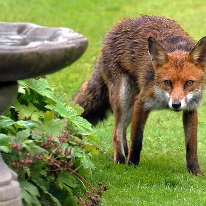 Do Not Attempt To Trap, Relocate, Or Handle The Fox