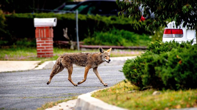Avoid Running Away, Which Can Trigger Chase Behavior