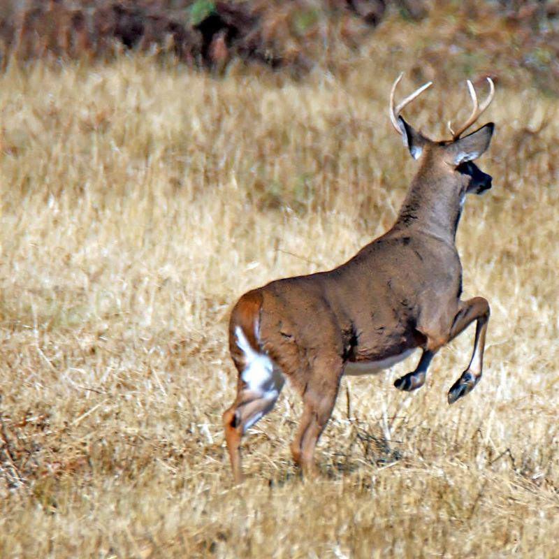 Do Not Chase Or Yell