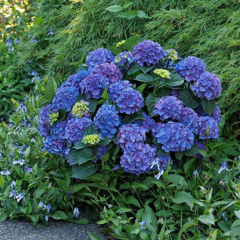 Remove Dry Or Diseased Growth Only