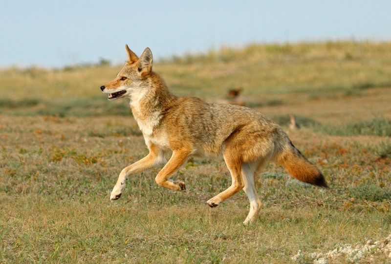 Make Yourself Look Larger And Make Noise