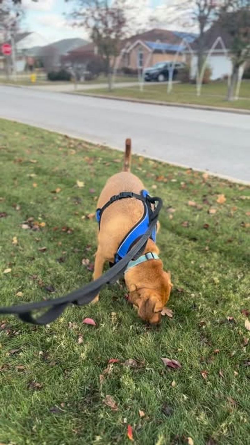 Do Not Send Pets Outside To Scare It Away