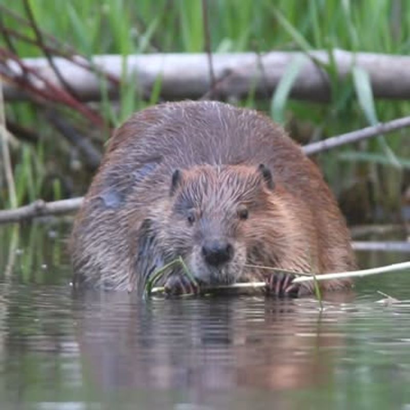 Learn About Beaver Behavior