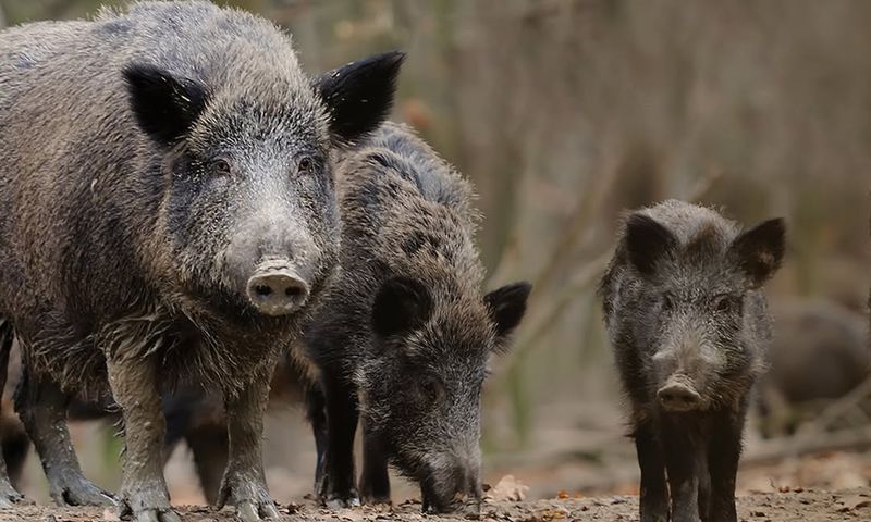 Do NOT Approach Or Try To Chase The Hog—It May Interpret This As A Threat And Charge