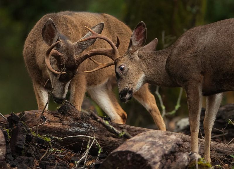 Be Aware Of Rutting Season Behavior