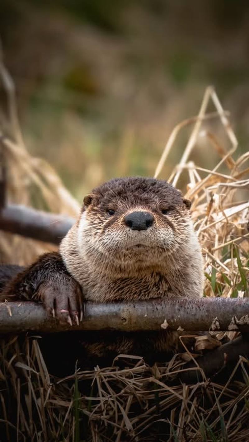 Wait Patiently For The Otter To Leave Naturally