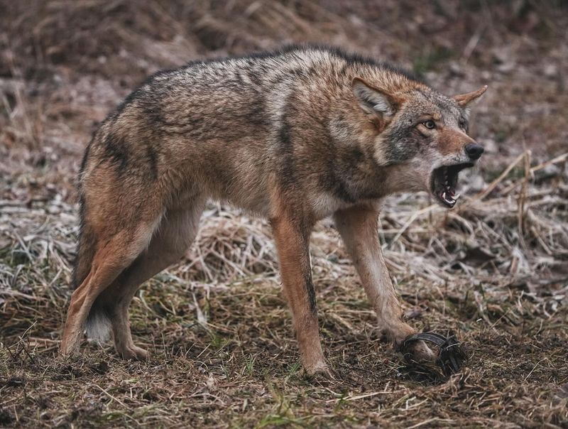 Contact Louisiana Wildlife Authorities If Behavior Seems Aggressive