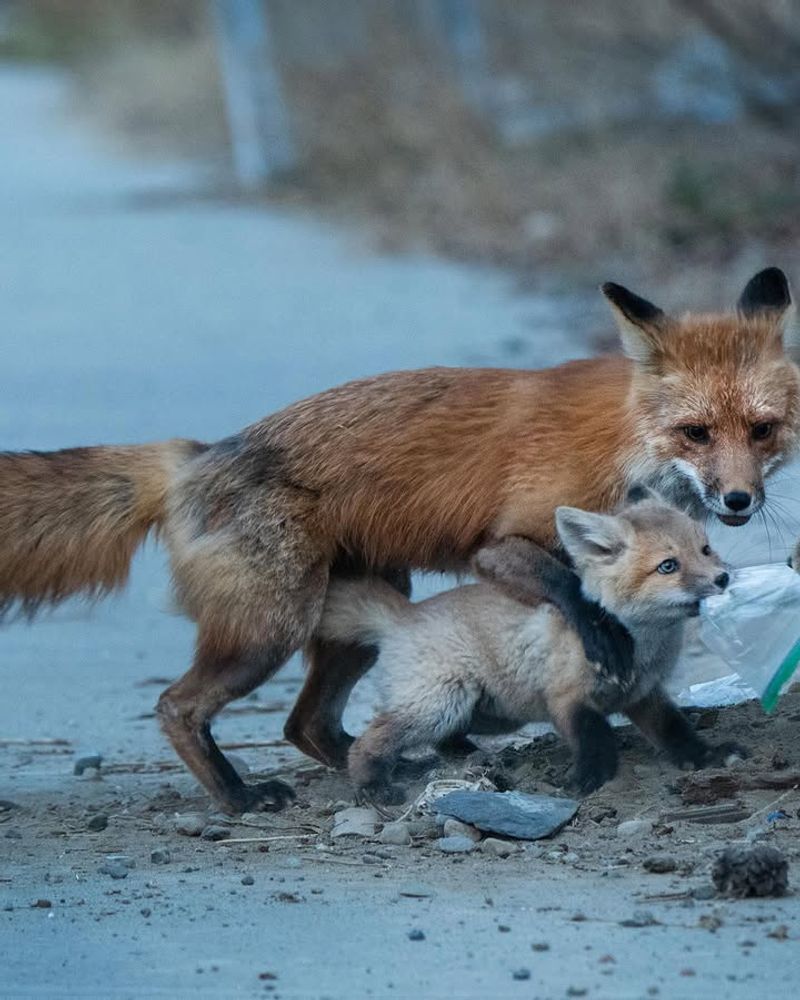 Never Attempt To Feed The Fox