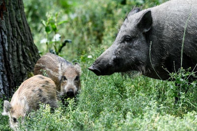 Don't Approach Or Try To Feed The Hog