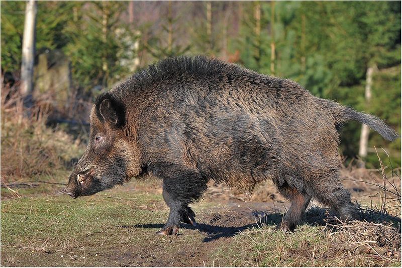 Contact Local Wildlife Or Animal Control