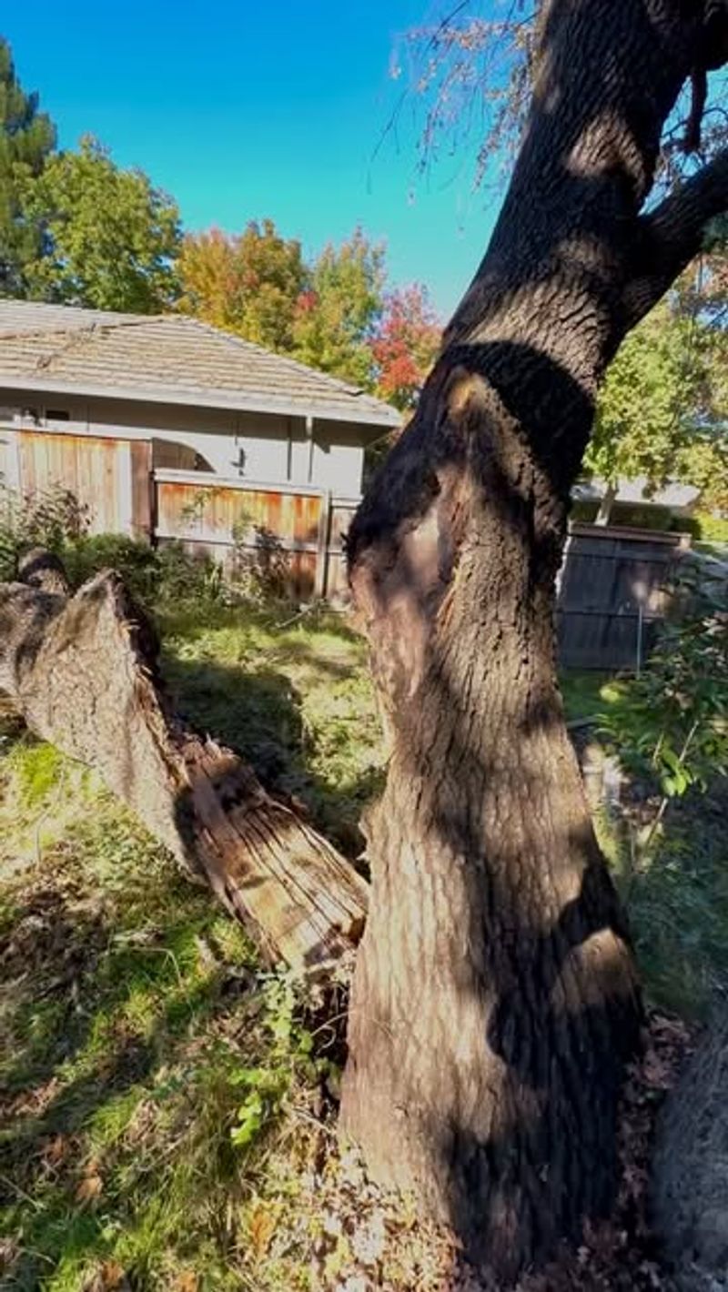 Hiring an Arborist Provides Professional Assessment and Solutions