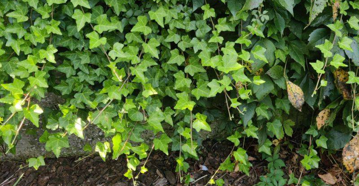 Does A Neighbor’s Overgrown Ivy Make South Carolina Homeowners Responsible For Damage
