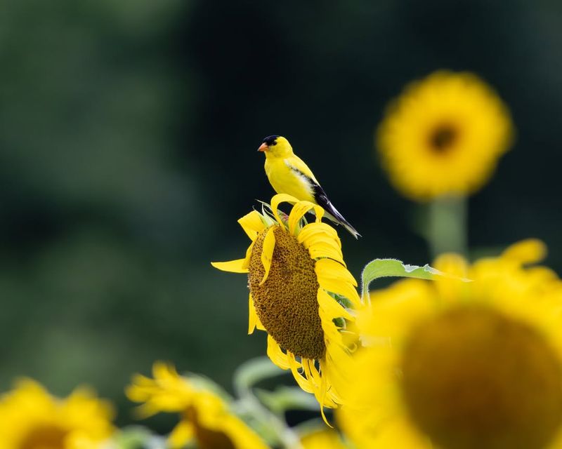 Sunflowers Deliver High-Energy Seeds