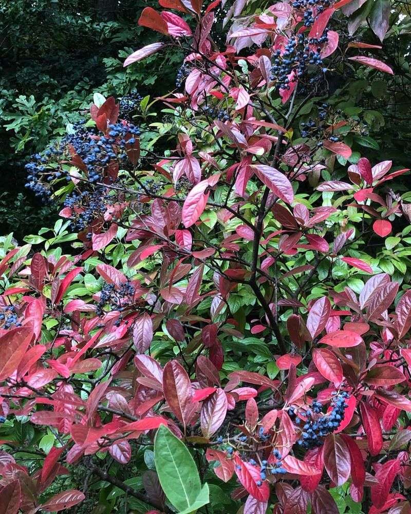 Viburnum Shrubs
