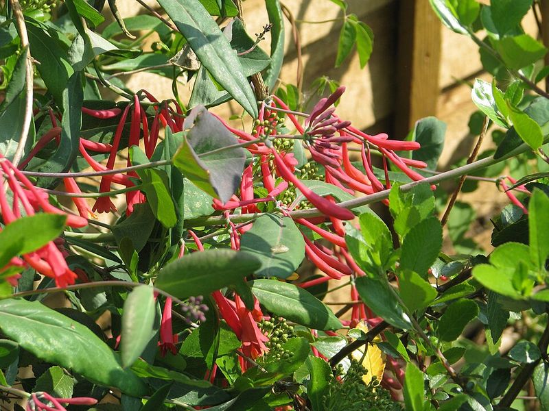 Coral Honeysuckle