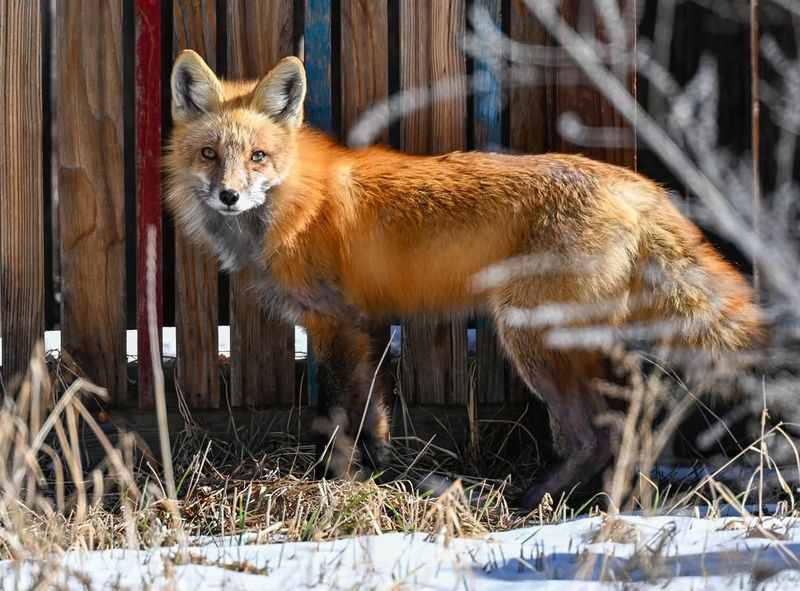 Don't Attempt To Touch Or Corner The Fox