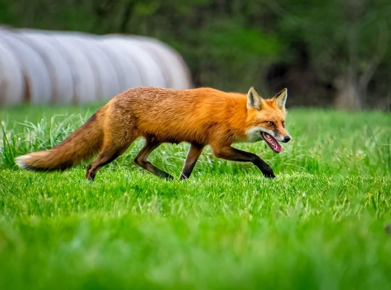 Don't Let Children Or Pets Chase The Fox