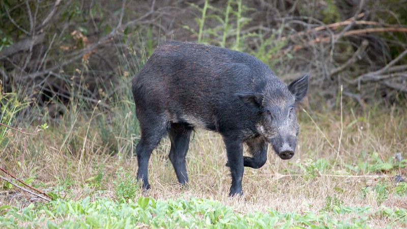 Don't Chase Or Corner The Animal