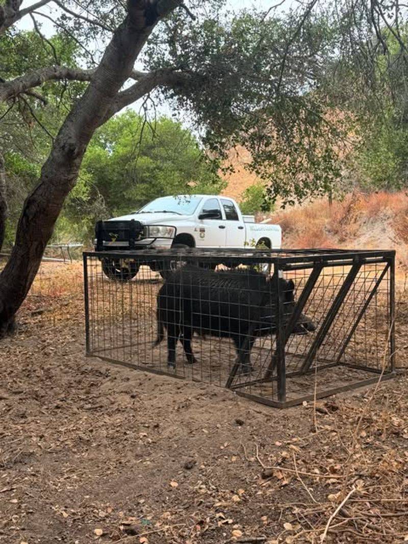 Don't Attempt To Trap Or Handle The Hog Yourself