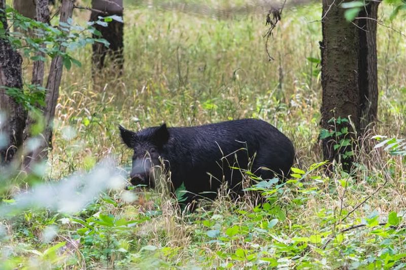 Don't Make Loud Noises Or Aggressive Gestures