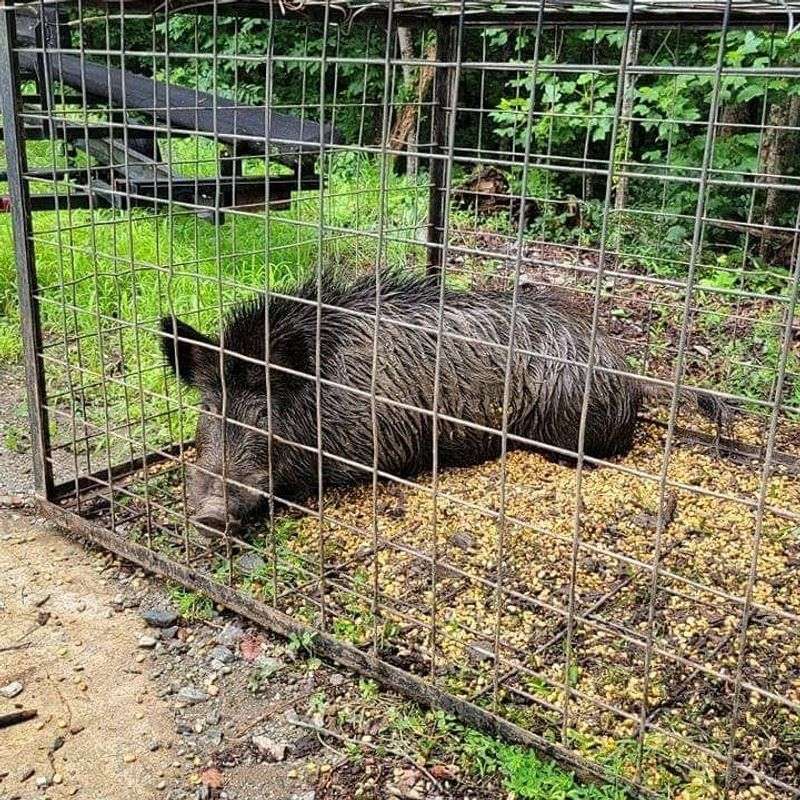 Don't Attempt To Trap Or Remove The Hog Yourself