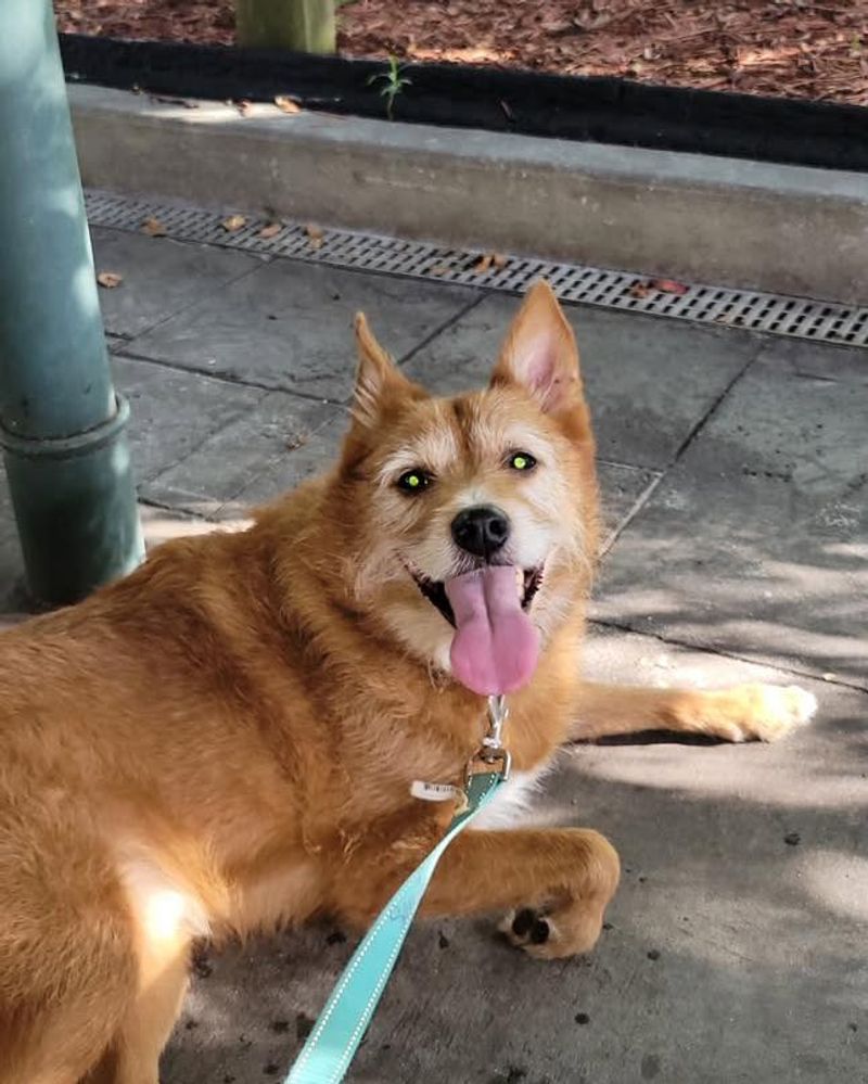 Don't Let Children Or Pets Chase The Fox