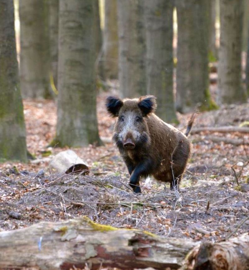 Don't Feed Or Corner The Animal