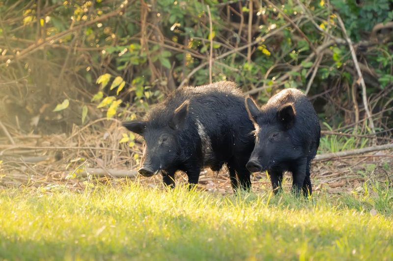 Don't Try To Trap Or Shoot It Yourself