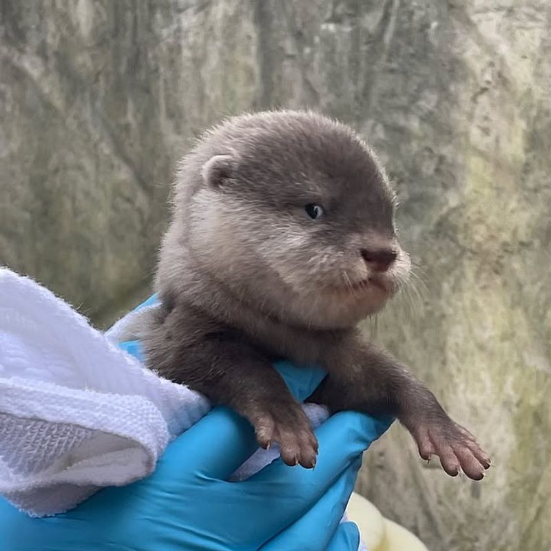 Don’t Feed The Otter Or Leave Food Out “Just This Once”