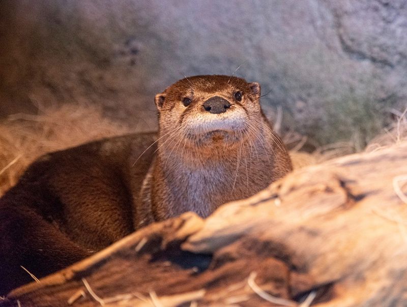 Don’t Treat The Encounter As Entertainment Or Get Closer For A Better Look