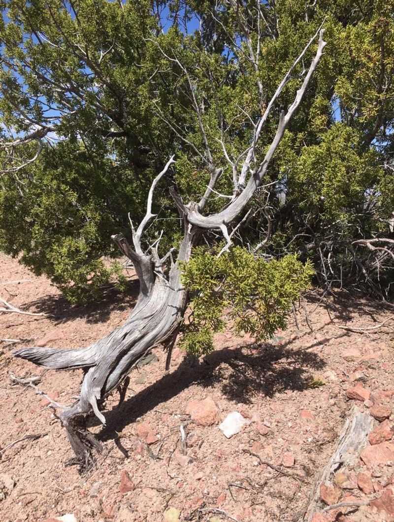 Rocky Mountain Juniper