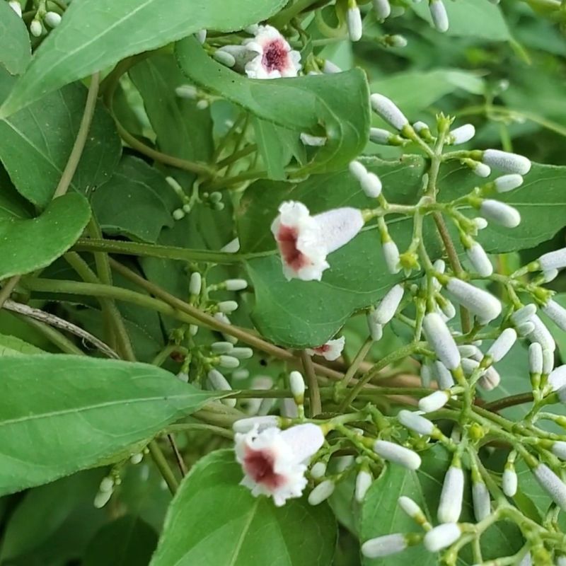 Skunk Vine