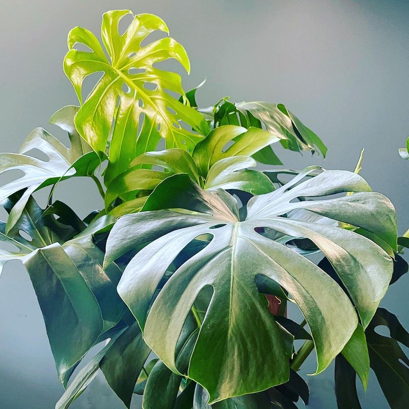 Monstera Deliciosa