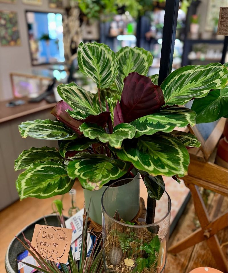 Calathea