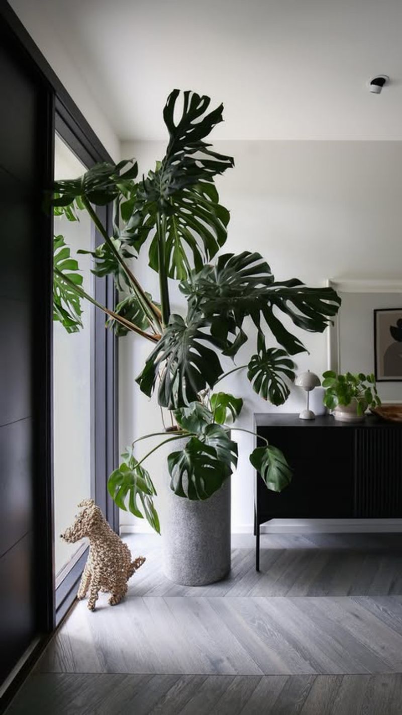 Monstera Deliciosa