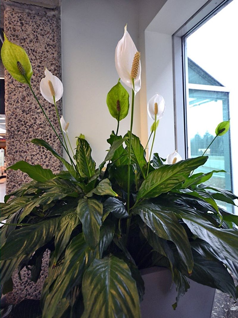 Peace Lily (Spathiphyllum)