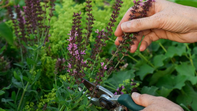 Prune Dry Growth But Wait On Major Trimming
