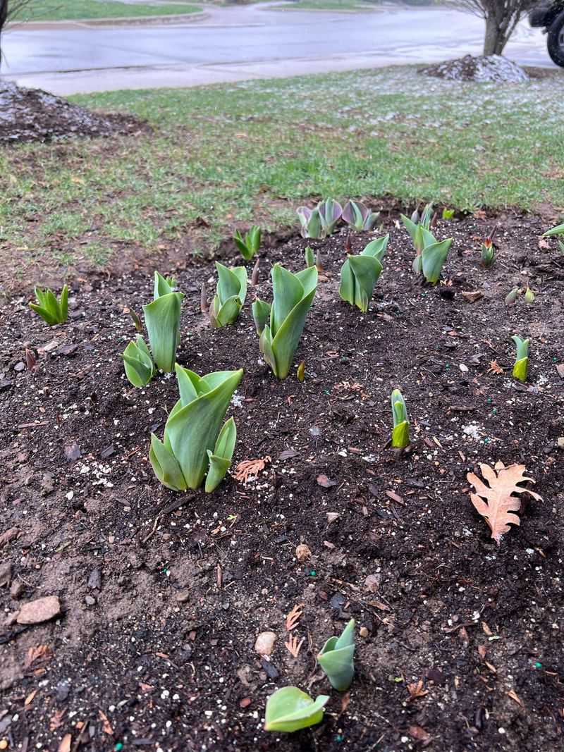 Plant Spring-Blooming Bulbs Before Ground Freezes