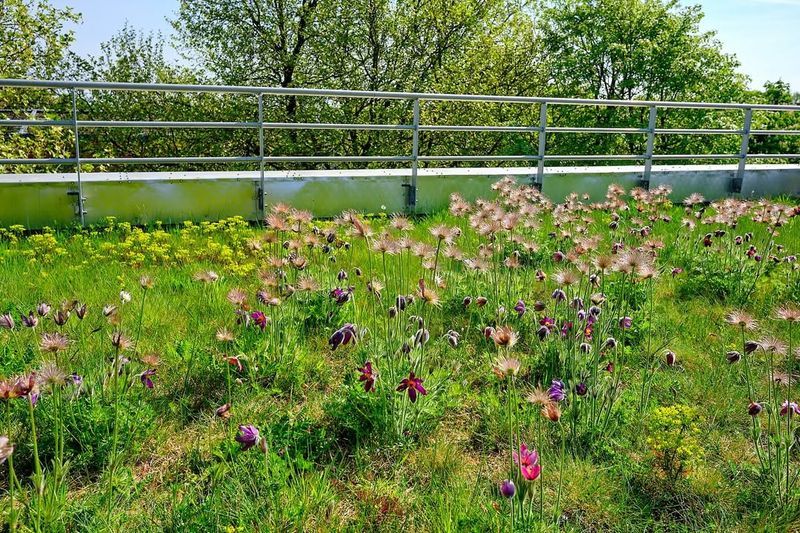 Compaction Suffocates Plant Root Systems