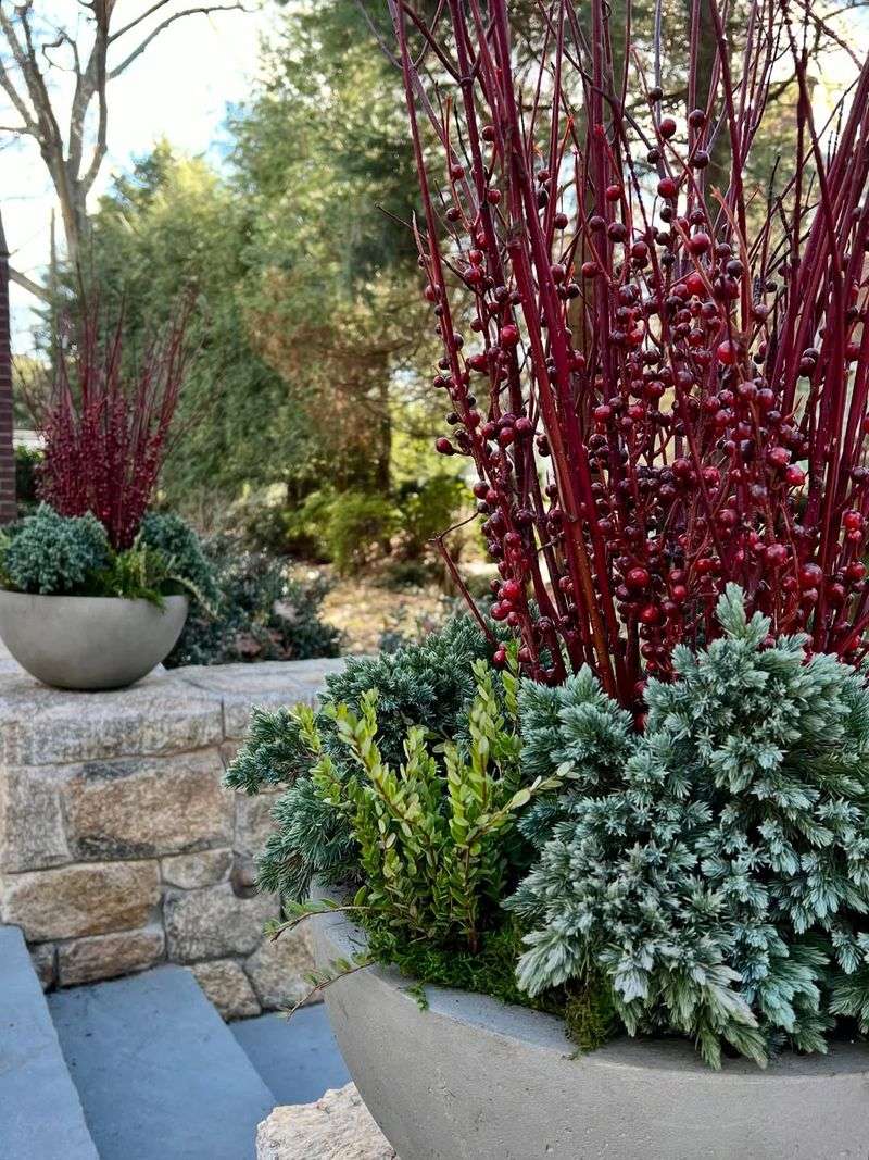 Red Twig Dogwood Stems