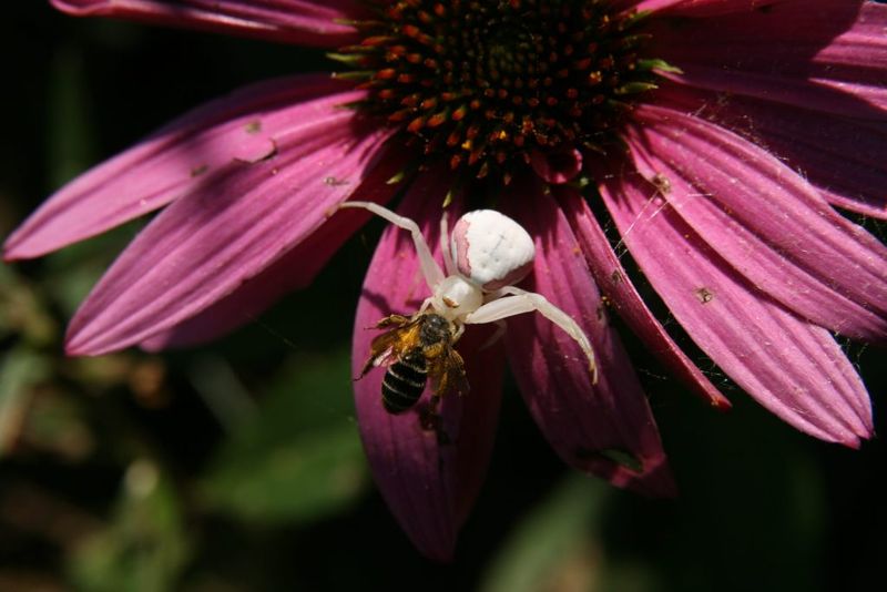 Attracting Beneficial Insects For Pest Balance