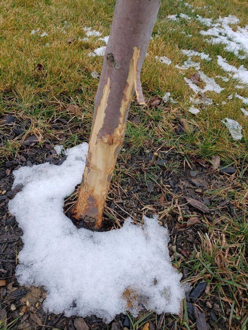 Neglecting To Protect Young Or Newly Planted Trees