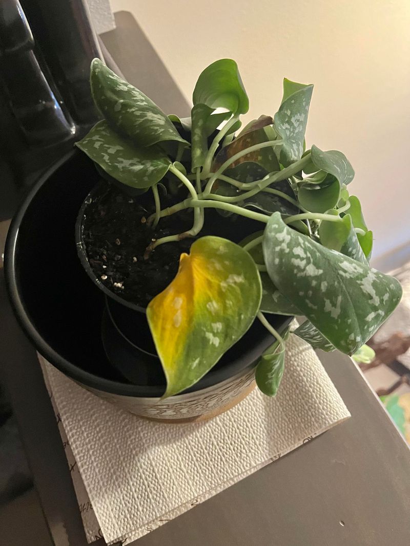 Pale Or Faded Leaf Color