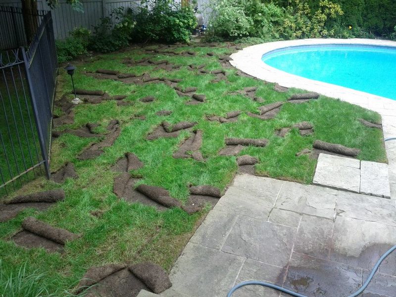 Damaged Lawn With Rolled-Back Sod