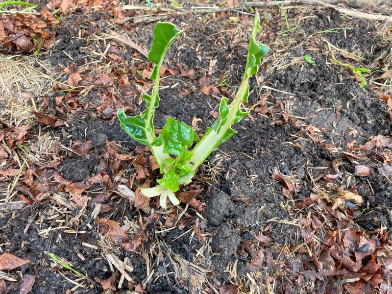 Damaged Low-Hanging Fruits And Vegetables